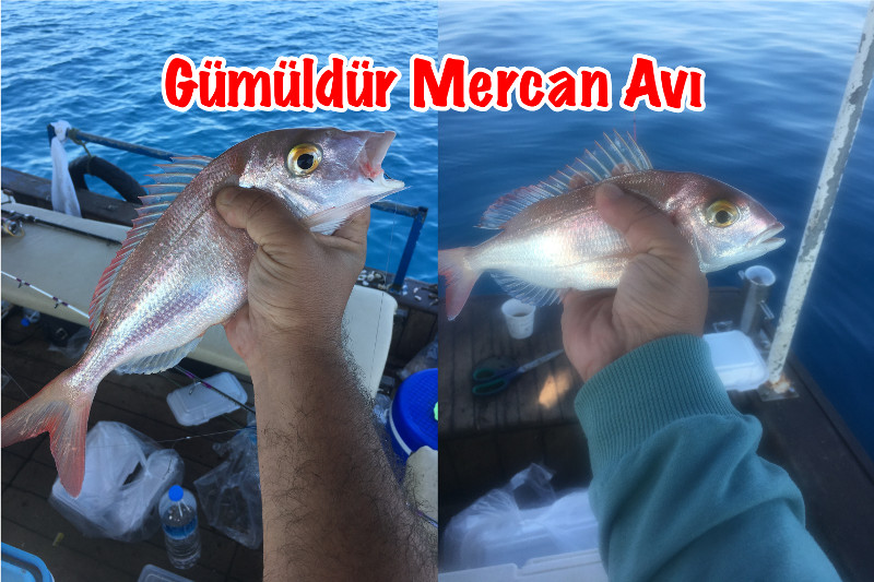 Gümüldür Mercan Avı